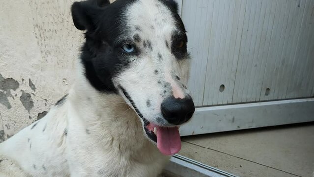 Close up of black and white dog. Stray dog with heterochromia.