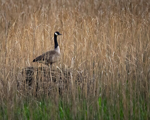 Birds - Candian Goose, Jamestown, Virginia