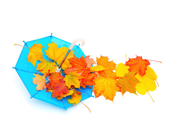 Overturned Blue Umbrella and a Pile of Pigmented Maple Leaves