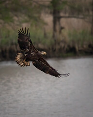 Birds - Juvenile Bald Eagle, Jamestown, Virginia 