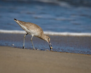 Birds - Willet, Outerbanks, NC