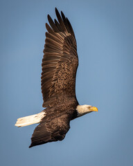 Birds- Bald Eagle, Assateague Island, Virginia