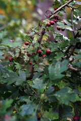 red rose hips on a bush close-up. rosehip bush