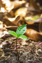 Young Plant Growing from the fertile soil in rainforest