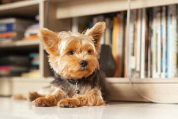 Yorkshire Terrier relaxing in the living room and book shelf in behind.