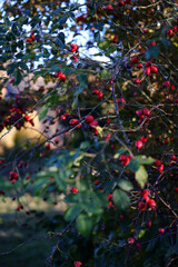 red rose hips on a bush close-up. rosehip bush
