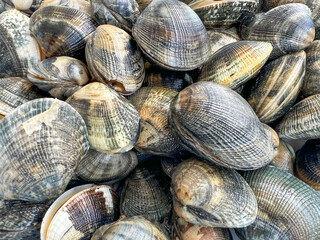 raw gray colored asian clams or seashells
