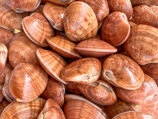 raw orange colored asian clams or seashells