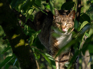 Cat licks its nose on a tree