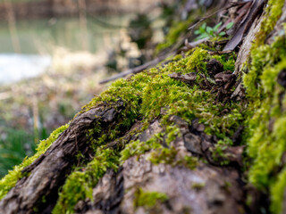 Moss on tree