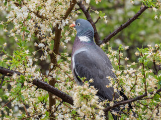 Pigeon on the tree