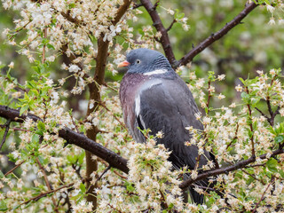 Pigeon on the tree