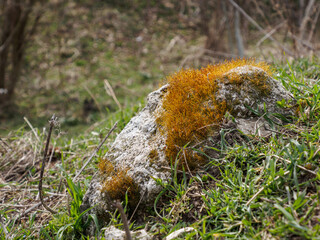moss on the rock