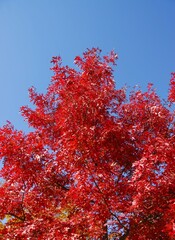Vibrant color Maple tree in the fall season