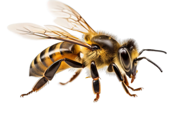 Close-up of a bee isolated on a transparent background.