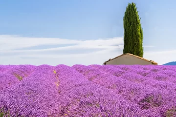 Zelfklevend Fotobehang Champ de lavande en Provence  © Unclesam