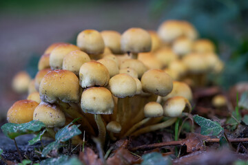 Macro shot of mushrooms in the fall. Mushrooms in autumn.