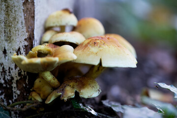 Macro shot of mushrooms in the fall. Mushrooms in autumn.