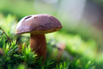 Macro shot of mushrooms in the fall. Mushrooms in autumn.