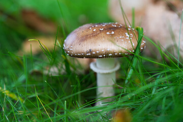 Macro shot of mushrooms in the fall. Mushrooms in autumn.
