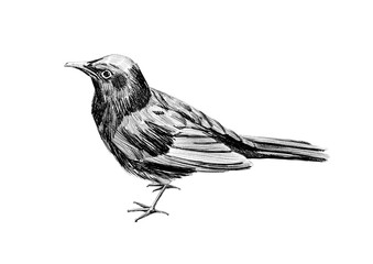 Black Starling bird in pencil style