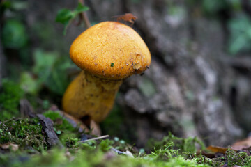 Macro shot of mushrooms in the fall. Mushrooms in autumn.