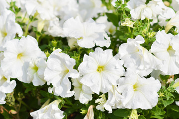 Fototapeta premium White petunia close-up on a flower bed.