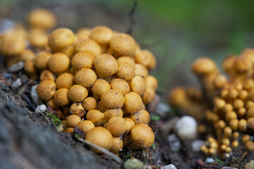 Macro shot of mushrooms in the fall. Mushrooms in autumn.