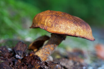 Macro shot of mushrooms in the fall. Mushrooms in autumn.