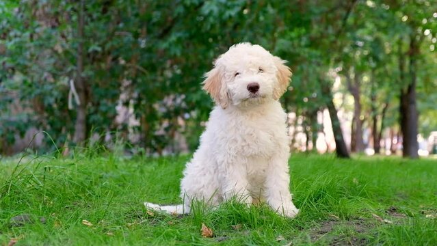 Cute white puppy lagotto romagnolo sitting on the grass and lookicng at camera in summer. Slow motion