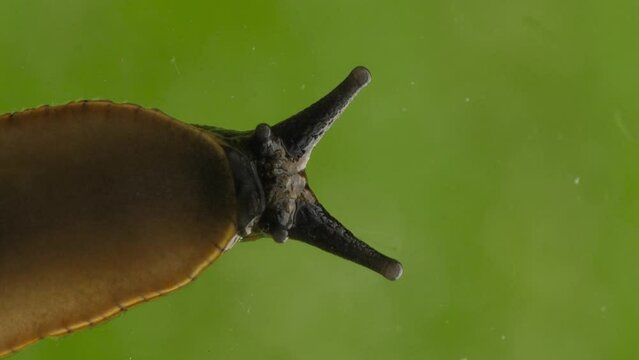 Vertical video of Big Spanash Slug Crawling on Window Glass After Rain, macro. Rain Drops on Window. Ecology, Preservation of Environment. Animal in Wild. Snail Crawling on Glass, Slug on Window