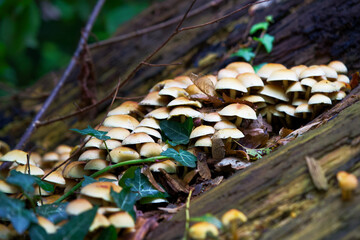 Macro shot of mushrooms in the fall. Mushrooms in autumn.