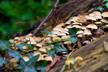 Macro shot of mushrooms in the fall. Mushrooms in autumn.