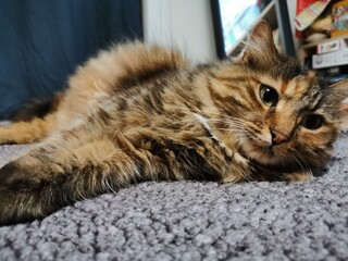cat on the floor