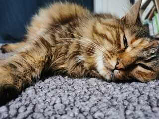 cat sleeping on the floor