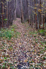 Forest trail covered in autumn colored leaves