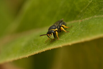 Small yellow and black wasp perched on a green leaf.