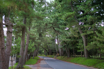東海道御油の松並木の天に伸びる松の木