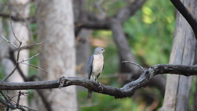 A Shikra bird perched on a tree inside Pench Tiger Reserve during a wildlife safari on a hot summer afternoon