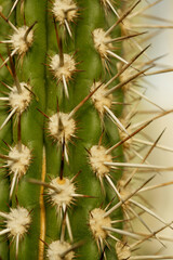 Macro von einem Kaktus
