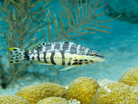 Harlekin-S&auml;gebarsch an einem Riff vor Bonaire