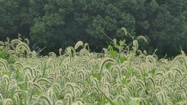 green foxtail bristlegrass millet grass bush with wind 4k video	
