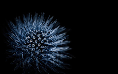 Blue thistle on black background