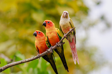 Group of sun conure and parrot bird on tree branch. Nature animal portrait.