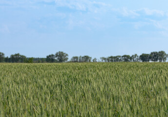wheat field,skiline, horizon and trees, sky.