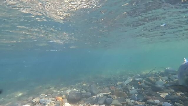 Underwater photography of chum salmon running upstream in the Churui River, Shibetsu Town, Hokkaido