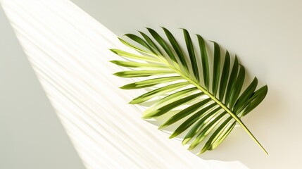 Palm Leaf Serenade: Light Background with Realistic Palm Leaf Shadows. AI generated