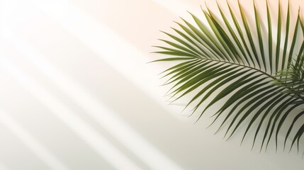 Fototapeta na wymiar Serene Palm Shadows: Light Background with Minimalist Palm Leaf Silhouettes. AI generated
