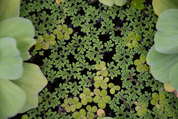 Water lettuce on the water in a fish pond or pond.