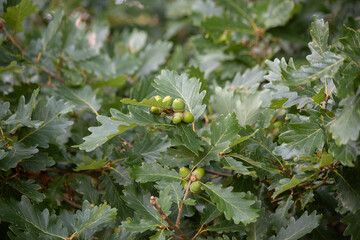 Green background of oak branches, leaves and acorns